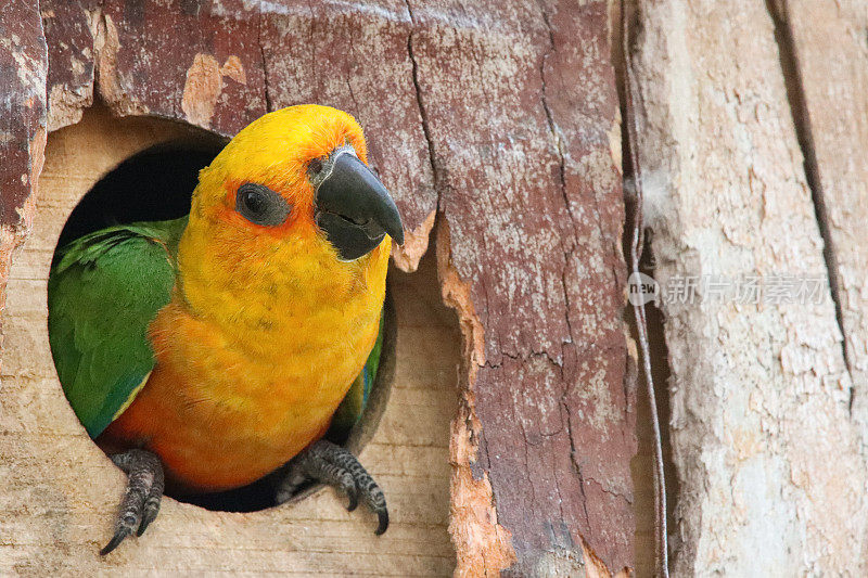 太阳conure (Aratinga solstice)的全画幅图像，鹦鹉从木巢箱的入口洞向外看，重点放在前景上